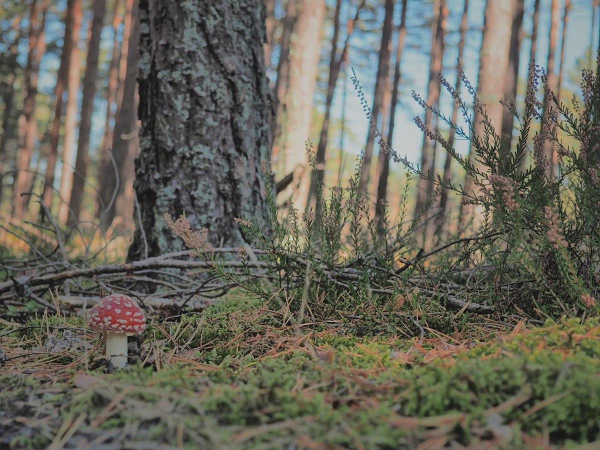 Morskie Domki Kopalino Caloroczne Lubiatowo  Exteriör bild